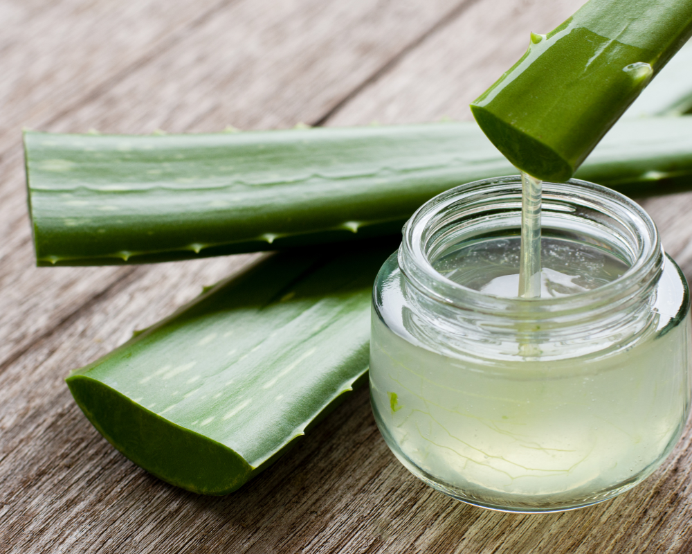 Unlocking The Benefits Of Aloe Barbadensis Leaf Juice 4680